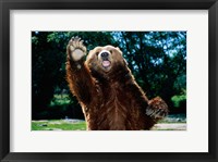 Grizzly Bear On Hind Legs Fine Art Print