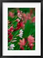 Kaffir Lily Flowers In Bloom Fine Art Print