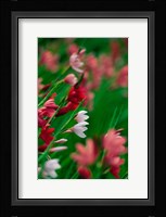 Kaffir Lily Flowers In Bloom Fine Art Print