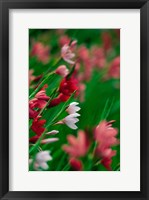 Kaffir Lily Flowers In Bloom Fine Art Print