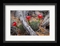 Hedgehog Cactus in Bloom Fine Art Print