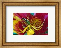 Goldenrod Crab Spider Fine Art Print