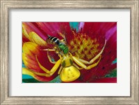 Goldenrod Crab Spider Fine Art Print