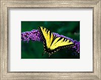 Tiger Swallowtail Butterfly Fine Art Print