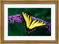 Tiger Swallowtail Butterfly Fine Art Print