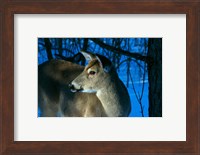 Deer Doe in Snowy Woods Fine Art Print