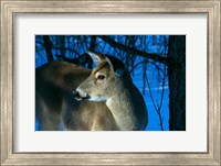 Deer Doe in Snowy Woods Fine Art Print