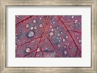 Water Droplets on Maple Leaf Fine Art Print