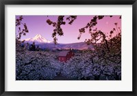Apple Trees in Oregon Fine Art Print