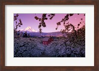 Apple Trees in Oregon Fine Art Print