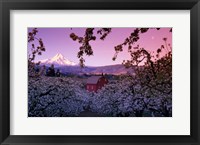 Apple Trees in Oregon Fine Art Print