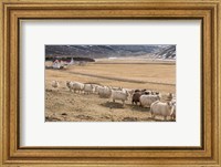 Flock of Sheep, Iceland Fine Art Print