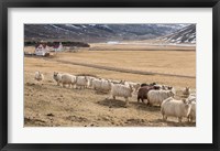 Flock of Sheep, Iceland Fine Art Print
