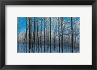 Winter Ice on Trees, New York State, USA Fine Art Print