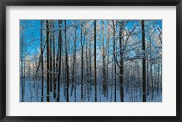 Winter Ice on Trees, New York State, USA Fine Art Print