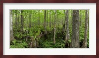 Six Mile Cypress Slough Preserve in Fort Myers, Florida Fine Art Print