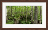 Six Mile Cypress Slough Preserve in Fort Myers, Florida Fine Art Print