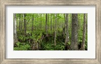 Six Mile Cypress Slough Preserve in Fort Myers, Florida Fine Art Print