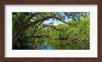 Estero River in Fort Myers, Florida Fine Art Print