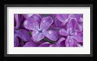 Lilac Flowers Fine Art Print