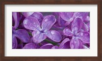 Lilac Flowers Fine Art Print