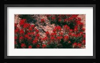 Indian Paintbrush, UT Fine Art Print