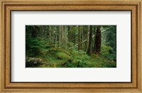 Hoh Rainforest, Olympic National Forest, Washington State Fine Art Print