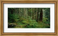 Hoh Rainforest, Olympic National Forest, Washington State Fine Art Print