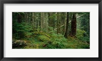 Hoh Rainforest, Olympic National Forest, Washington State Fine Art Print