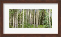 Bow Valley Parkway, Banff National Park, Alberta, Canada Fine Art Print