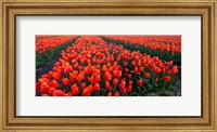 Rows of Red Tulips in bloom, North Holland, Netherlands Fine Art Print