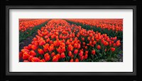 Rows of Red Tulips in bloom, North Holland, Netherlands Fine Art Print