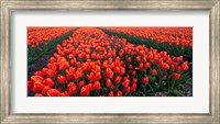 Rows of Red Tulips in bloom, North Holland, Netherlands Fine Art Print