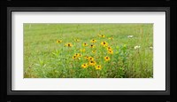 Wildflowers, Portville, New York State Fine Art Print