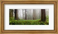 Vine Maple Trees, Mt Hood, Oregon Fine Art Print