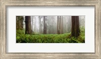 Vine Maple Trees, Mt Hood, Oregon Fine Art Print