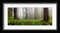 Vine Maple Trees, Mt Hood, Oregon Framed Print