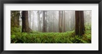 Vine Maple Trees, Mt Hood, Oregon Framed Print
