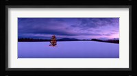Christmas Tree in the Snow, New London, New Hampshire Fine Art Print