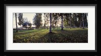 Birch Trees, Imatra, Finland Fine Art Print