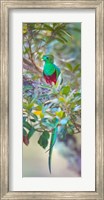 Resplendent Quetzal, Costa Rica Fine Art Print