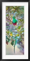 Resplendent Quetzal, Costa Rica Framed Print