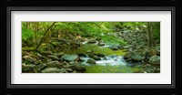 Creek in Great Smoky Mountains National Park, Tennessee Fine Art Print