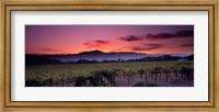 Vineyard At Sunset, Napa Valley, California Fine Art Print