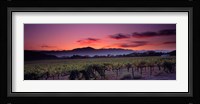 Vineyard At Sunset, Napa Valley, California Fine Art Print