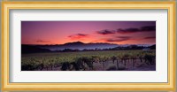 Vineyard At Sunset, Napa Valley, California Fine Art Print