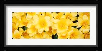 Yellow Tulips Fine Art Print