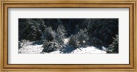 Snow Covered Firs, Provence-Alpes-Cote d'Azur, France Fine Art Print