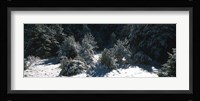 Snow Covered Firs, Provence-Alpes-Cote d'Azur, France Fine Art Print