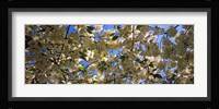 Cherry Blossoms Riverside Park, Manhattan, New York City Fine Art Print